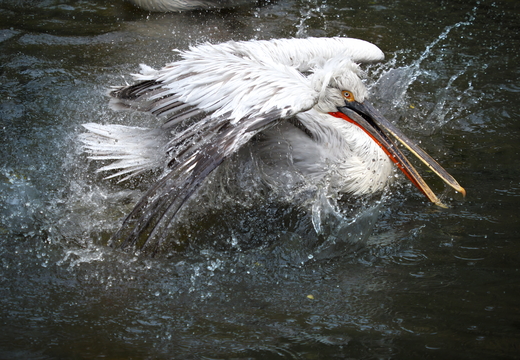Pelikan